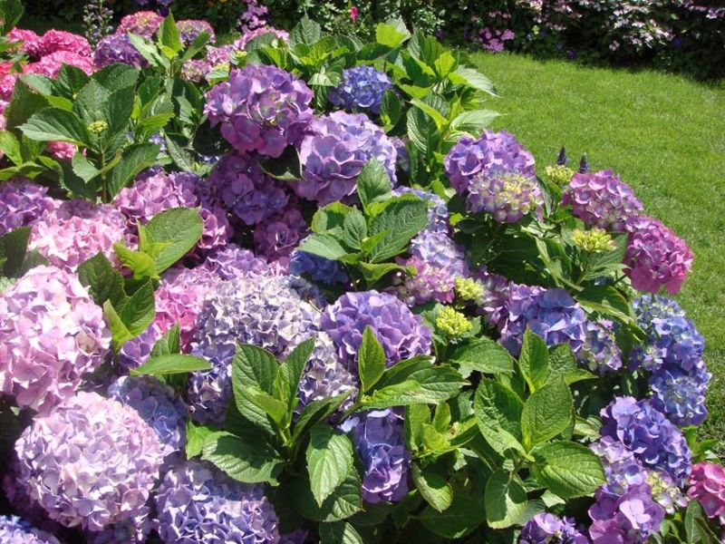 BSH Garden Design — formal garden with manicured hedges and specimen trees